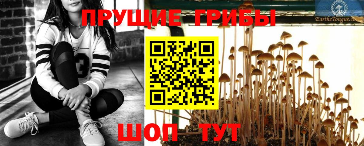 Пугачёв  Псилоцибиновые грибы Cubensis  купить наркотики сайты  Вход с VPN 